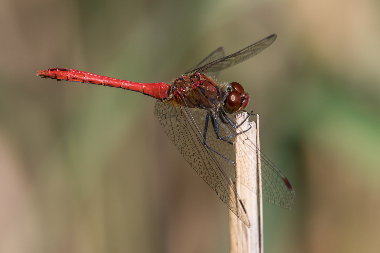 Blutrote Heidelibelle