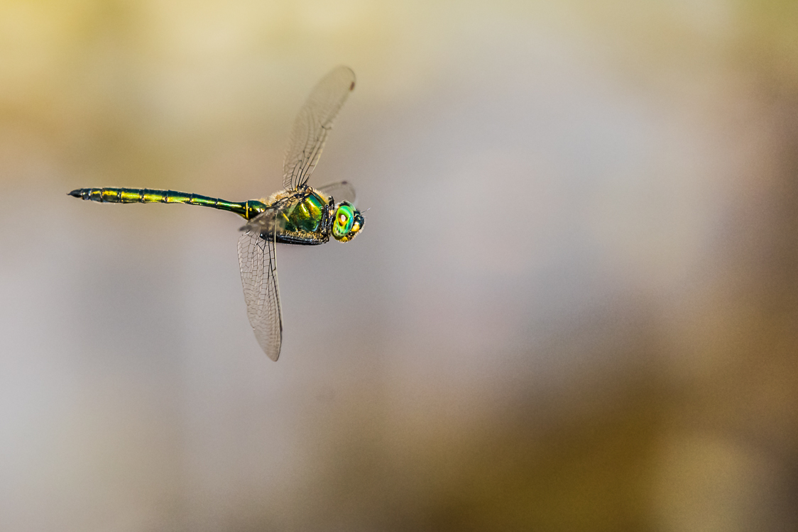 Glänzende Smaragdlibelle (Somatochlora metallica)