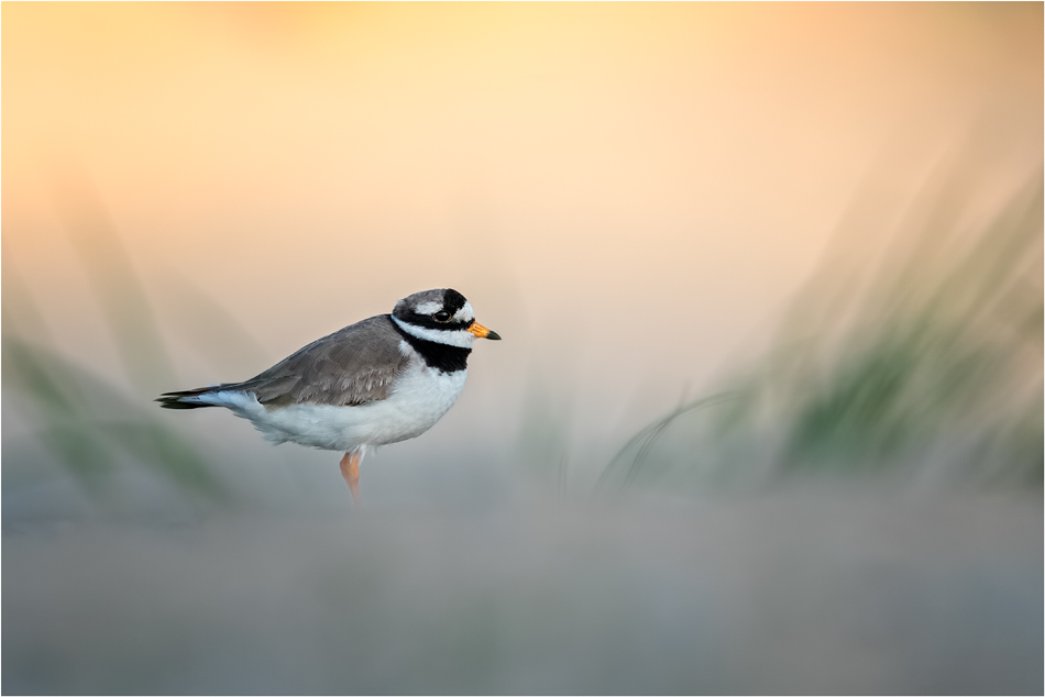 Sommermorgen