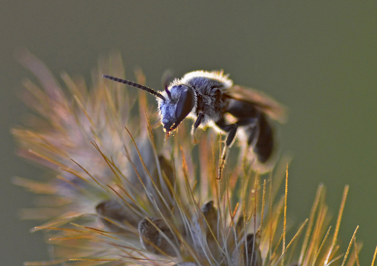 Wildbiene im Gegenlicht