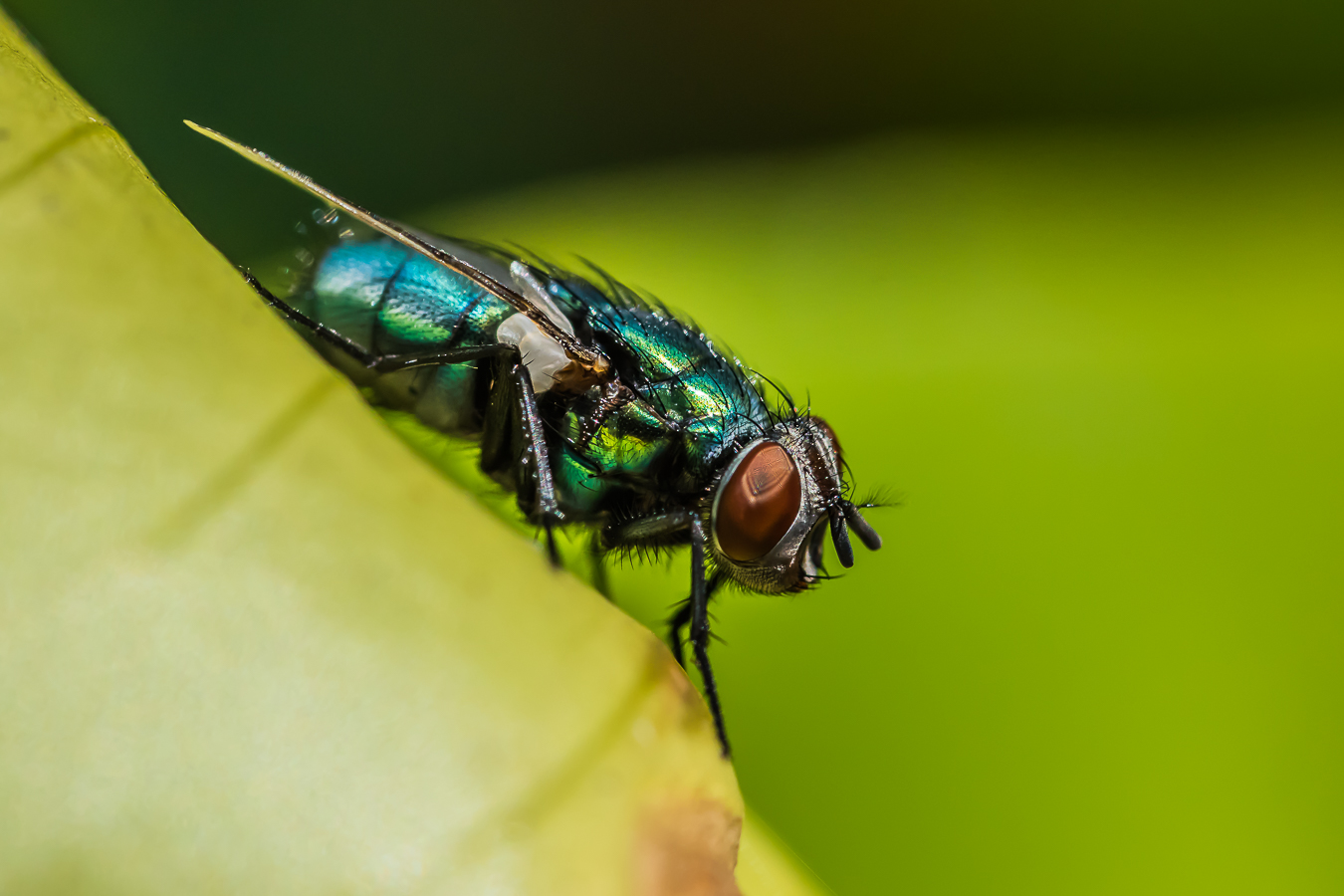 Schmeißfliege