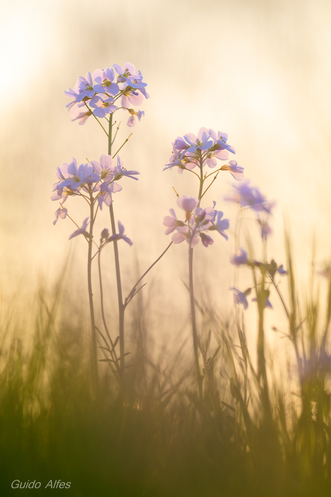 Wiesenschaumkraut im Abendlicht