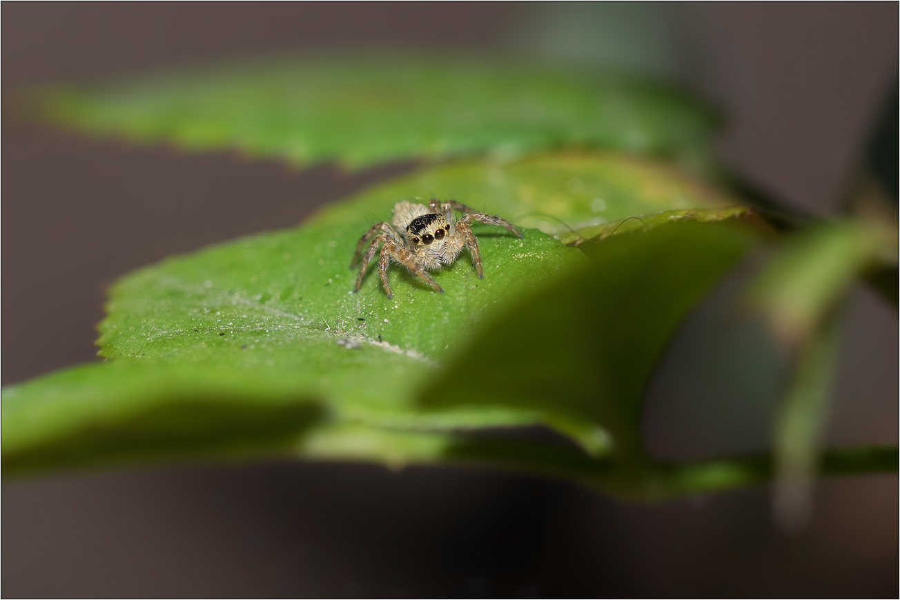 Springspinne auf Blatt