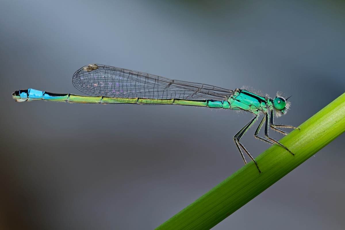Grosse Pechlibelle (Ischnura elegans)
