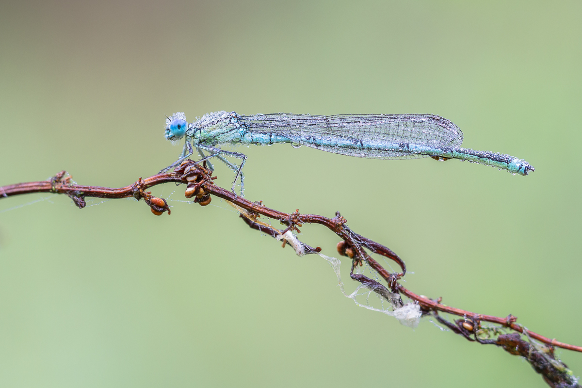 Libelle am frühen Morgen