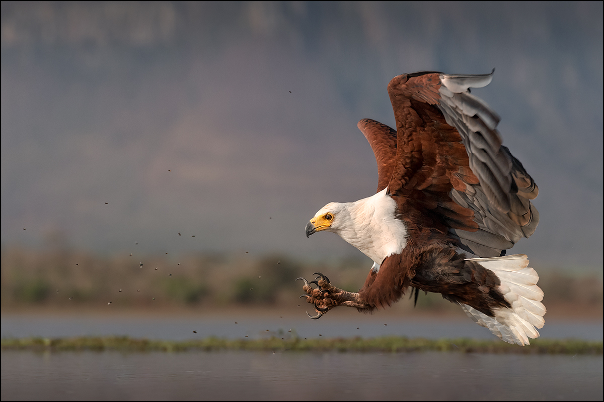 Schreiseeadler