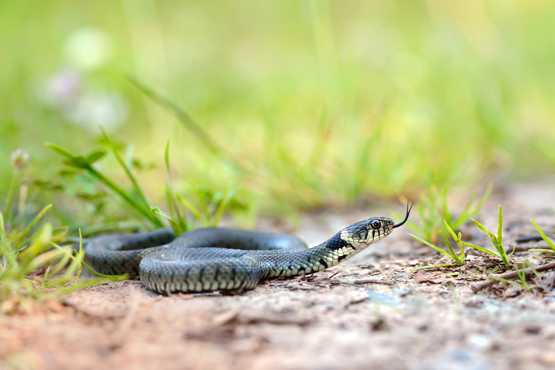 Natrix natrix