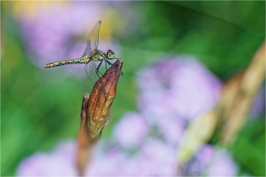 netter Besuch