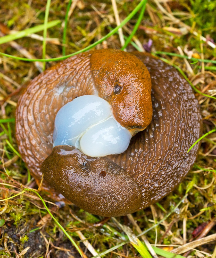 Lieblinge der KLeingärtner...