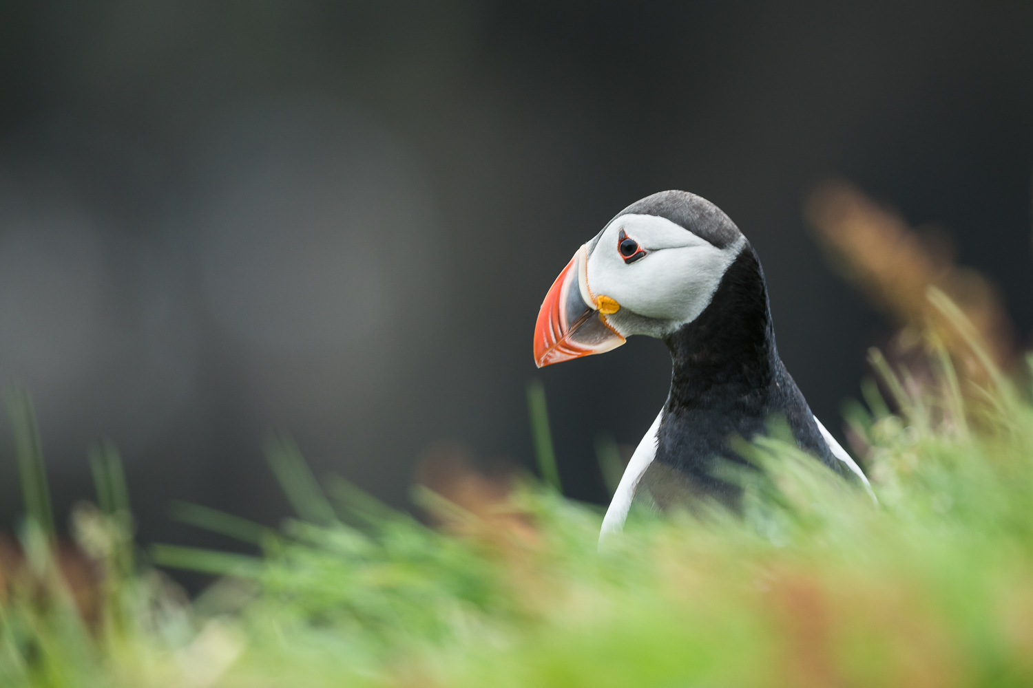 Puffin