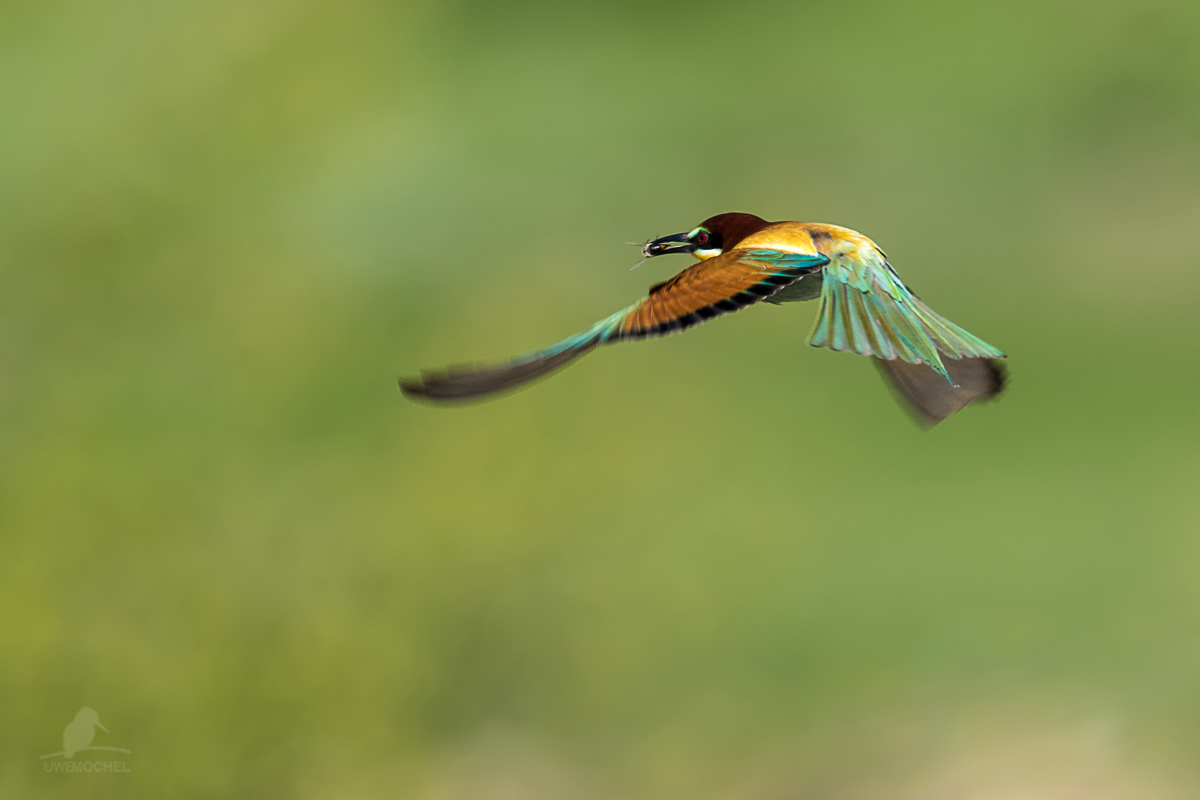 caught the bee - Merops apiaster - Bienenfresser