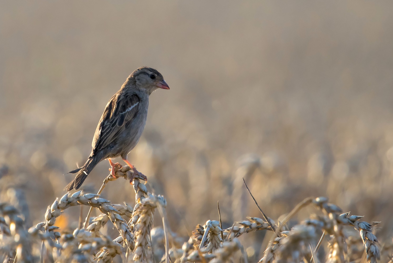 Spatz im Weizenfeld.....