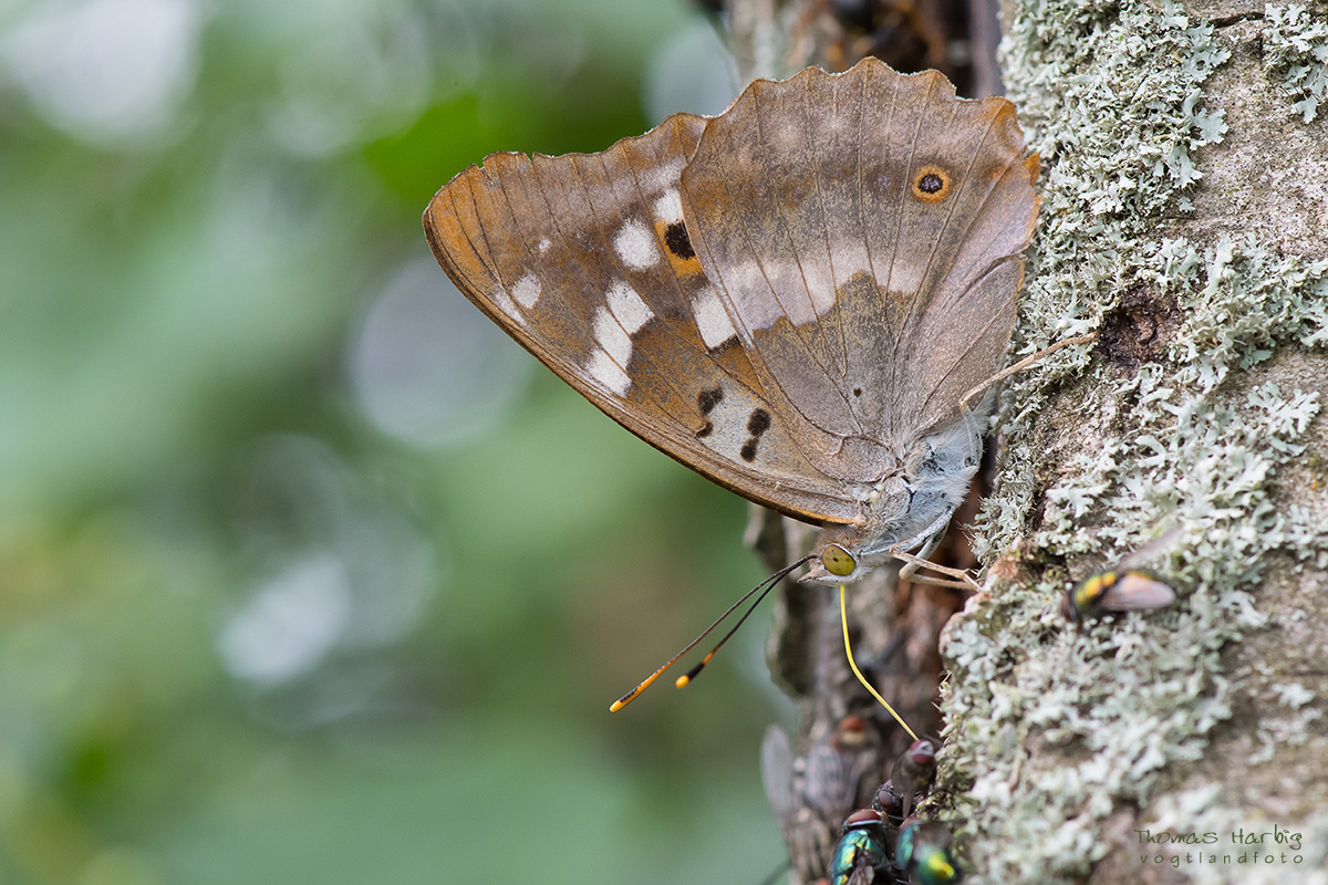 Schillerfalter