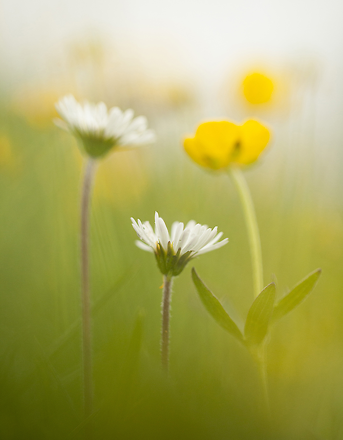 Blumenzeit