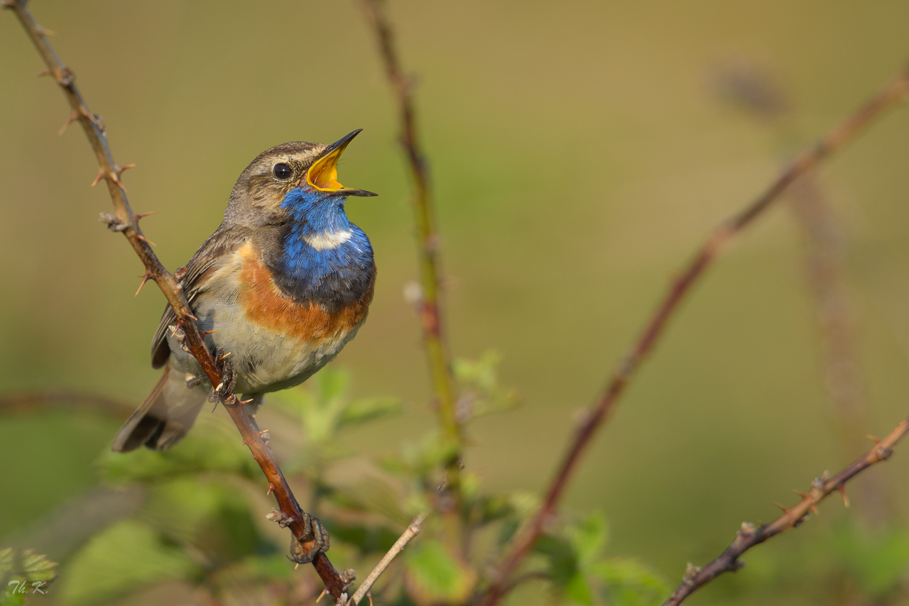 Gesang des Blaukehlchens ….