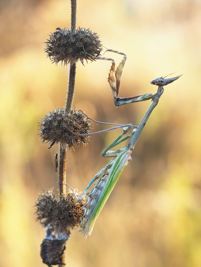 Empusa pennata am Abend