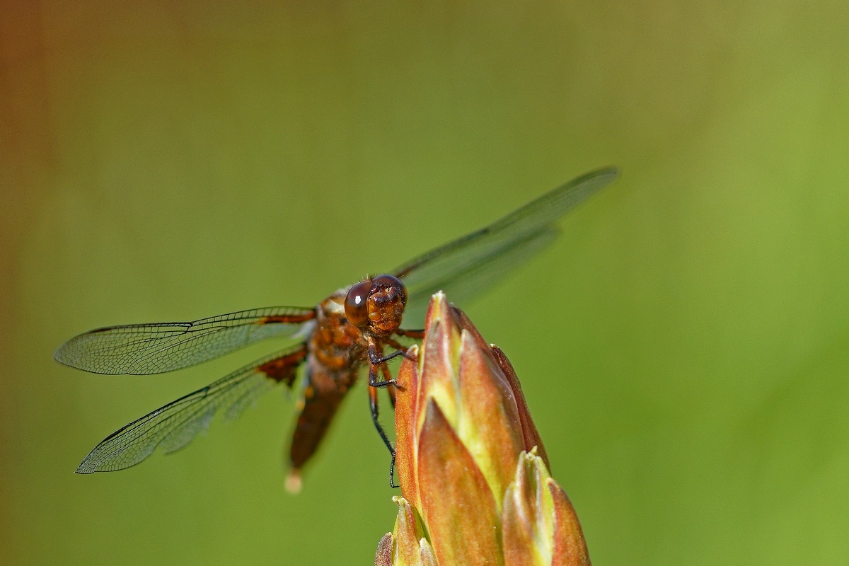 Plattbauch (Libellula depressa)