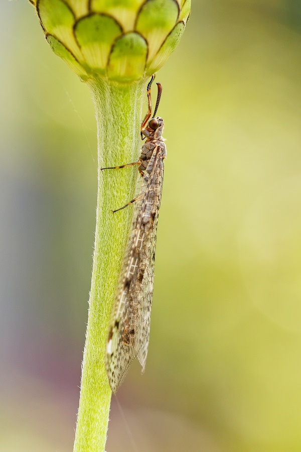 Geflecktflüglige Ameisenjungfer (Euroleon nostras)