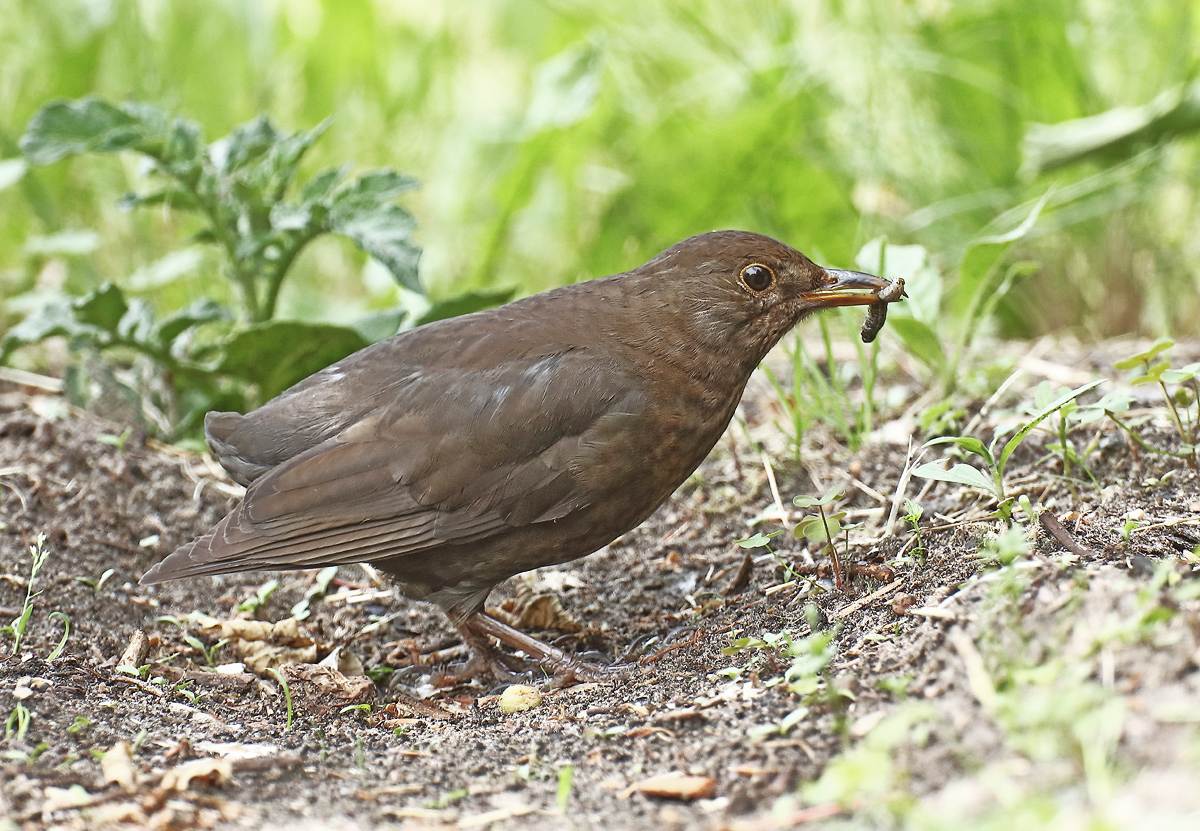 Charly Amsel "seine Frau"...