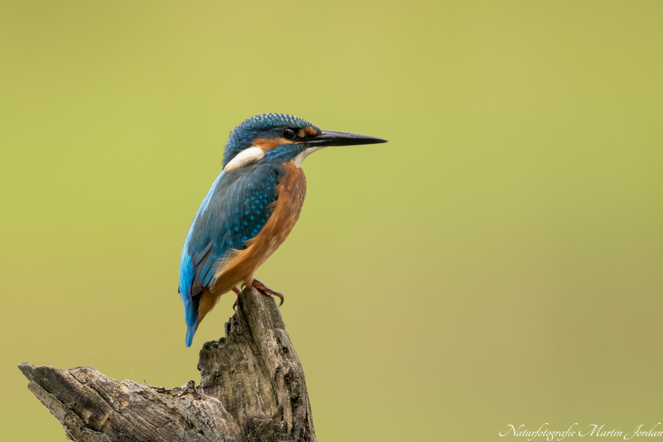 Eisvogel