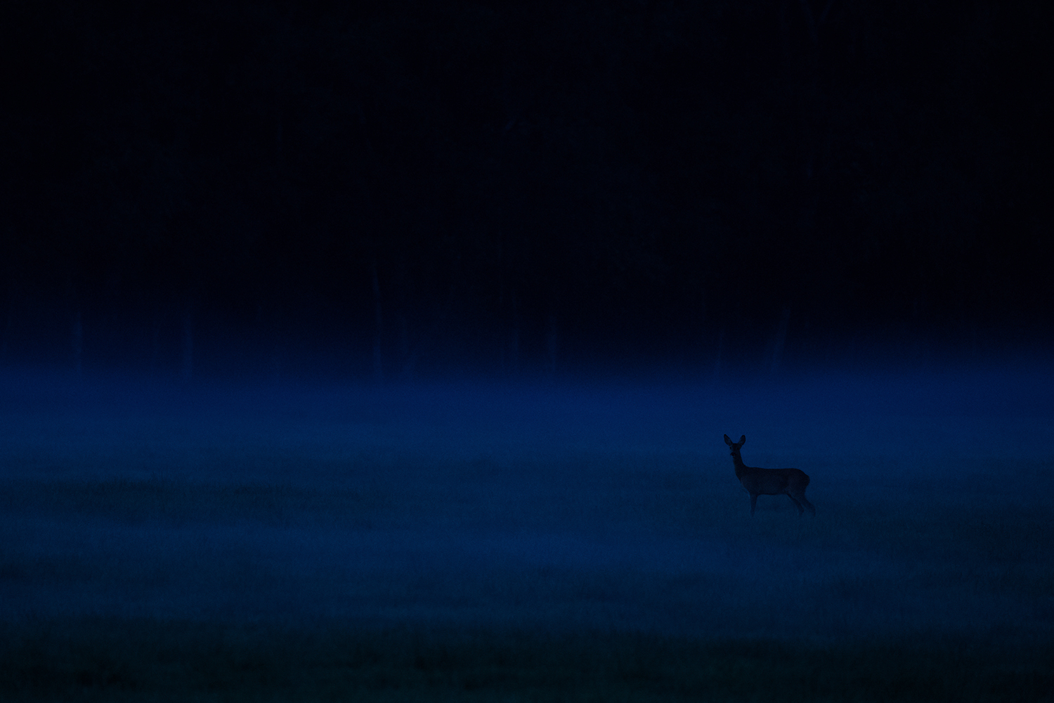 Abend im Moor