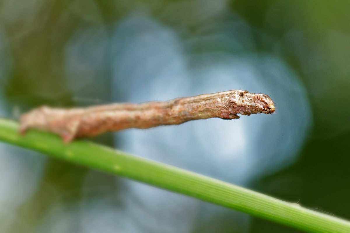 Zackenbindige Rindenspanner Raupe (Ectropis crepuscularia)