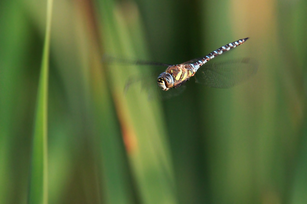 Herbst-Mosaikjungfer im Flug