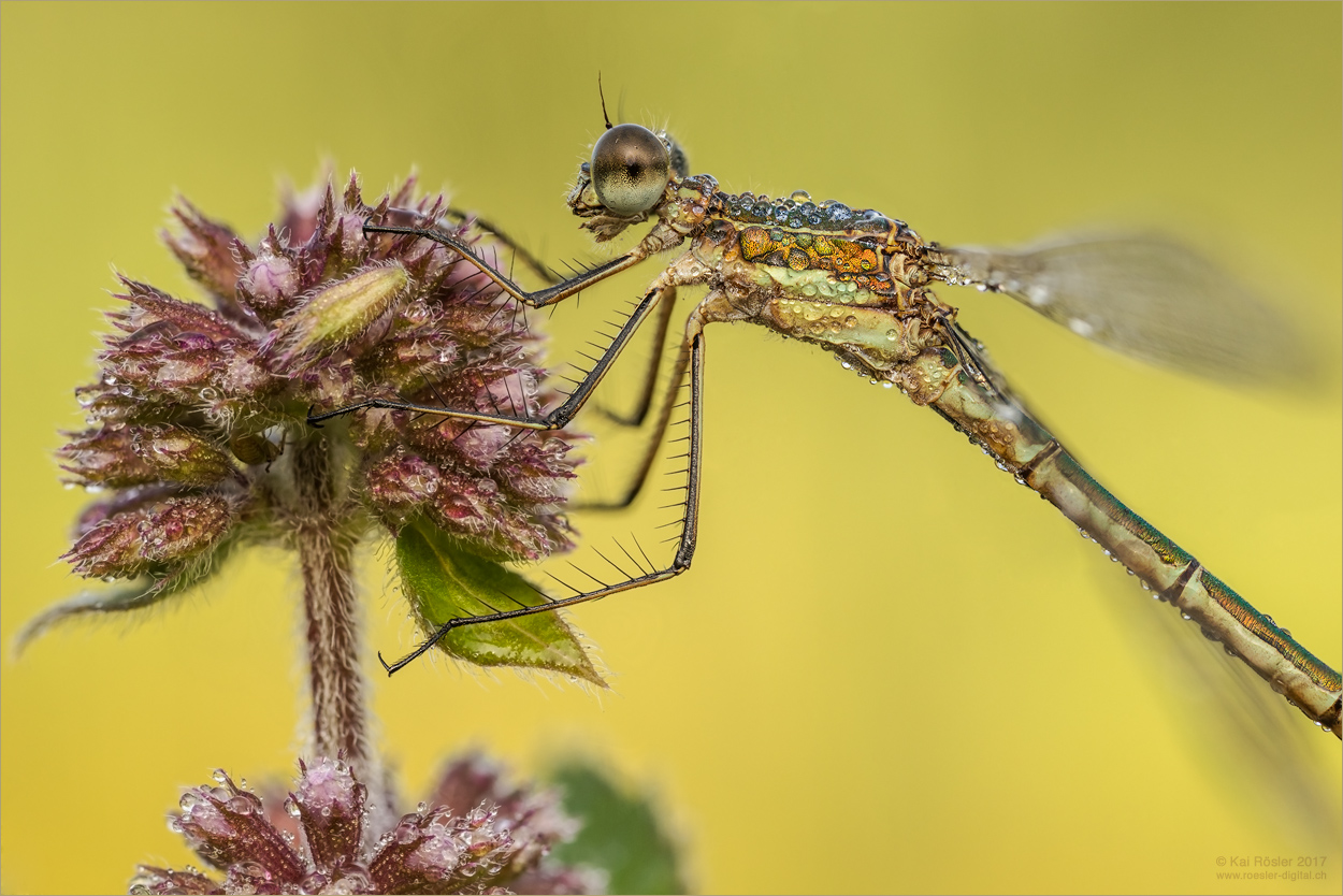 Lestes sponsa