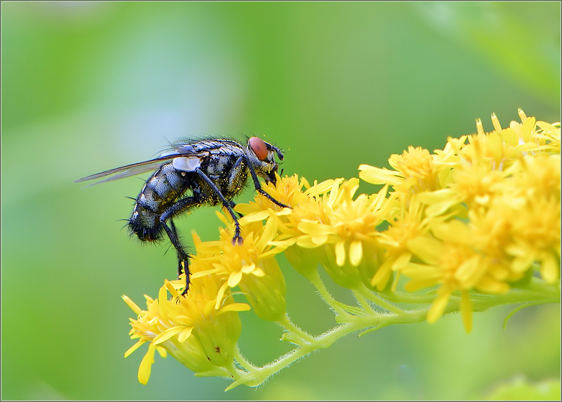 *Fliege auf Solidago*