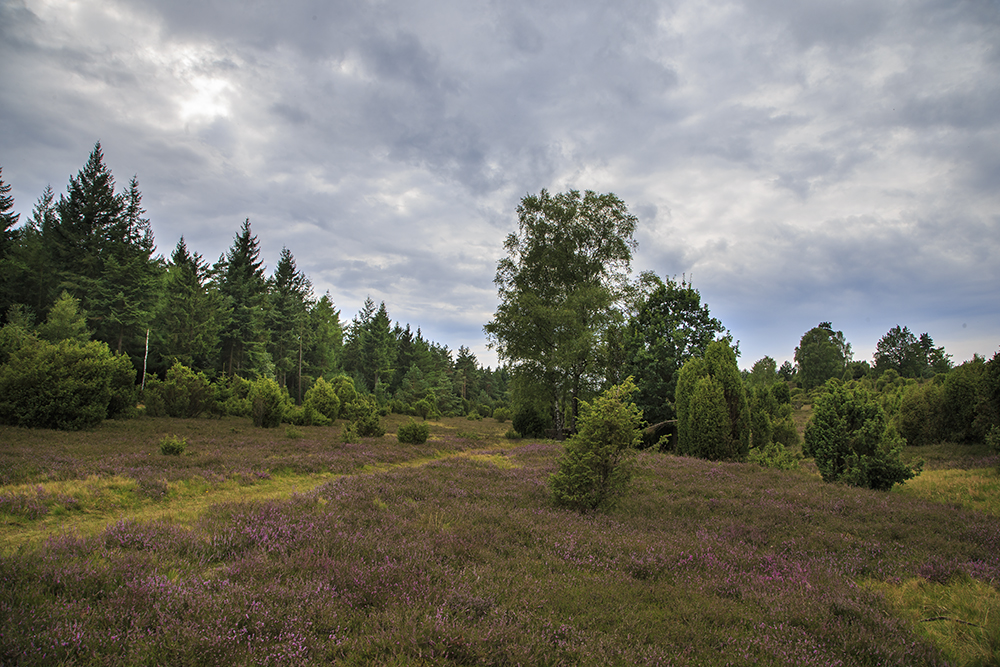 Wachholderheide