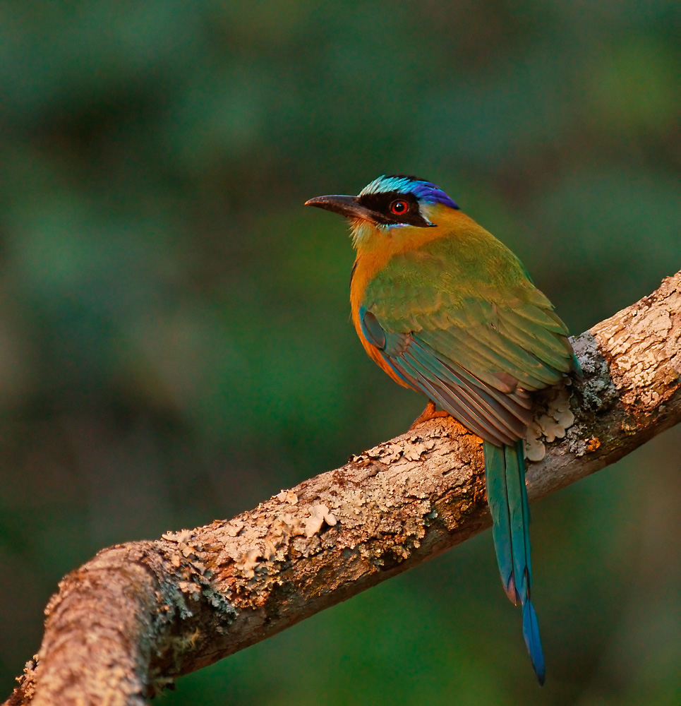 Blauscheitel Motmot (Momotus momota)