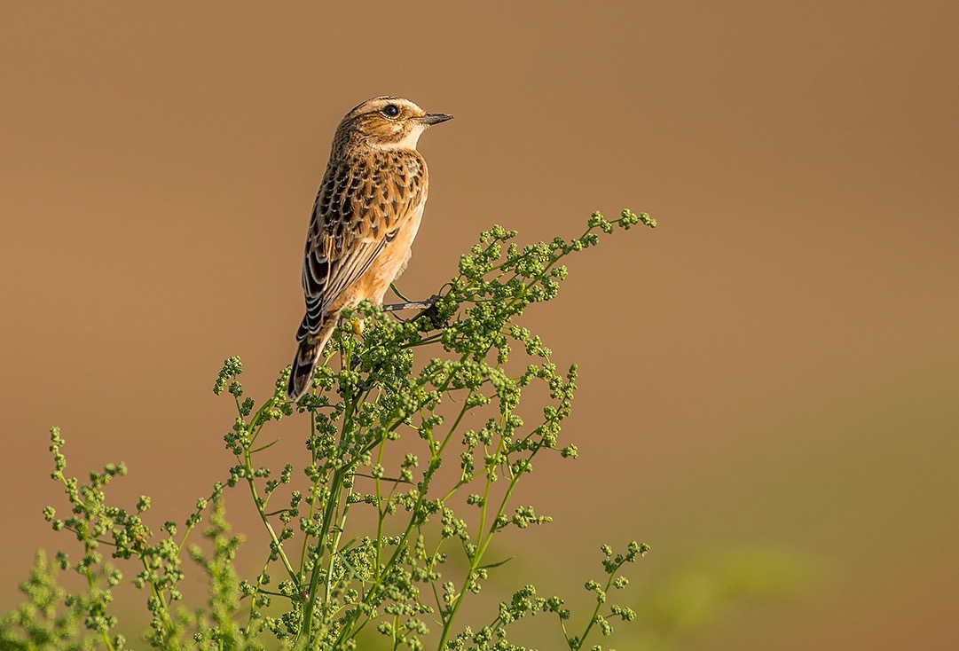 Braunkehlchen am Abend