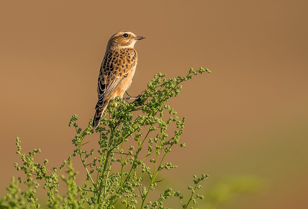 Braunkehlchen am Abend