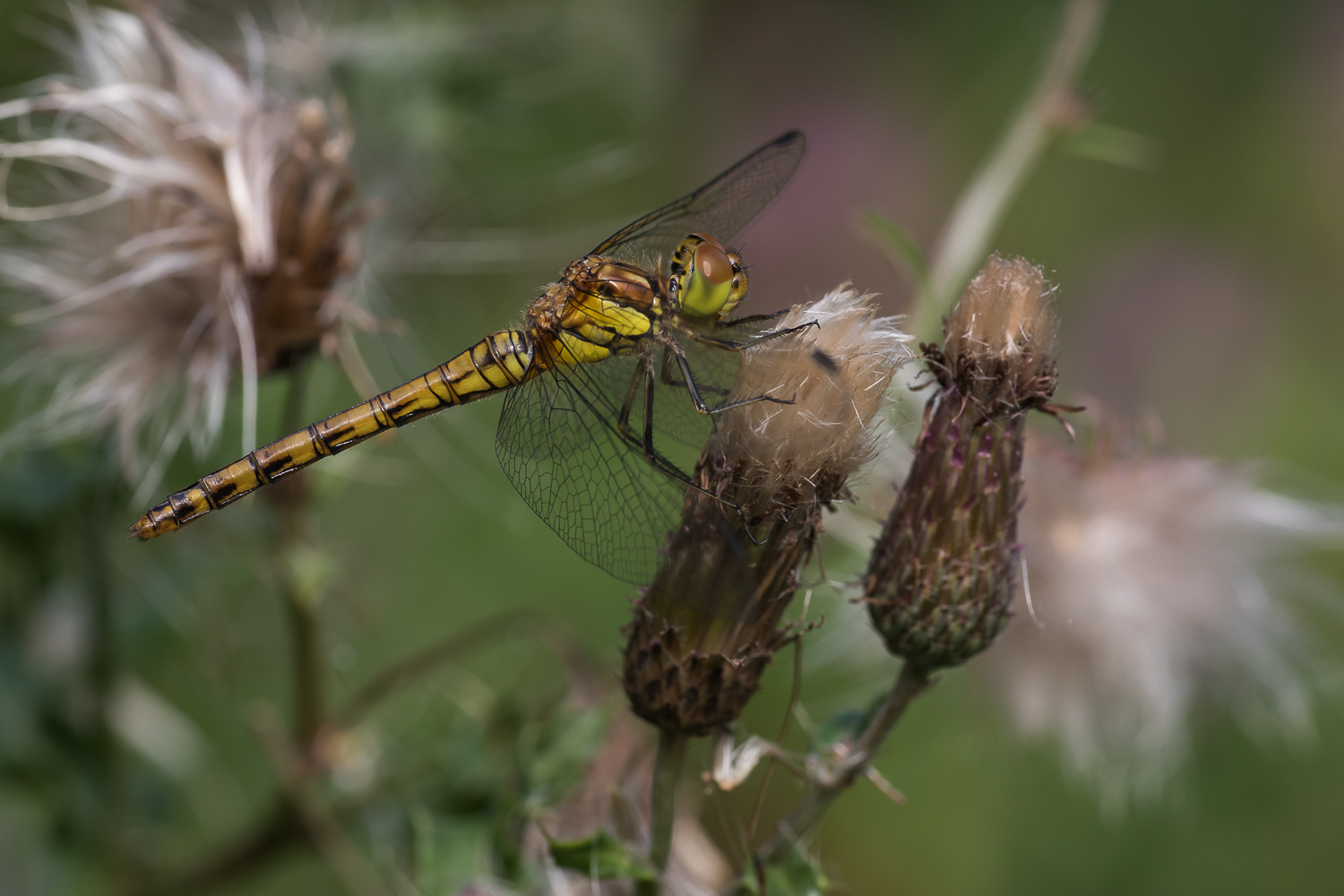 Blutrote Heidelibelle