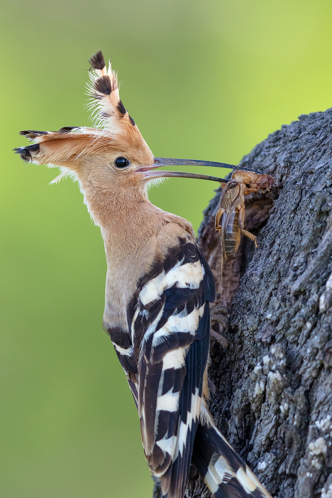 Maulwurfsgrille... (Forum Fr Naturfotografen)