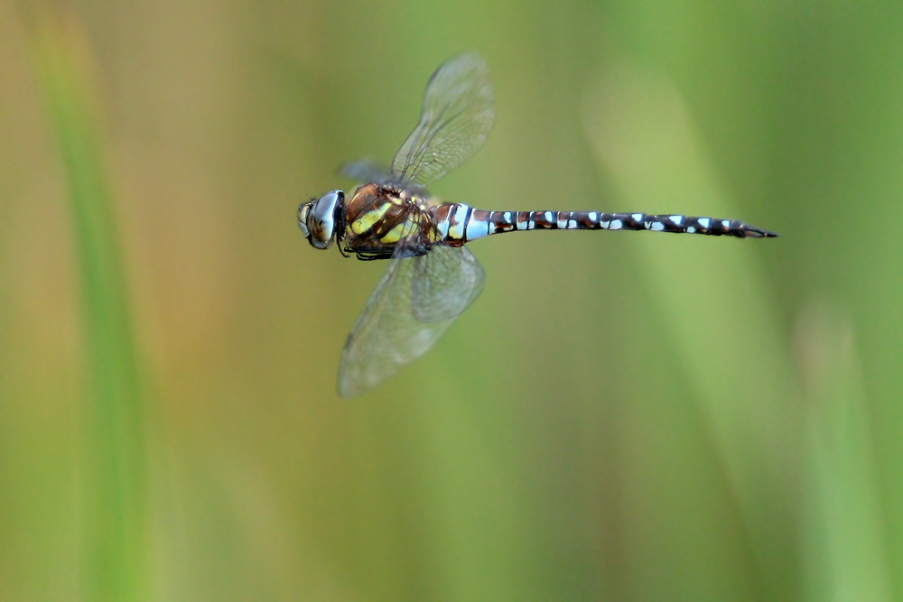 Herbst-Mosaikjungfer im Flug