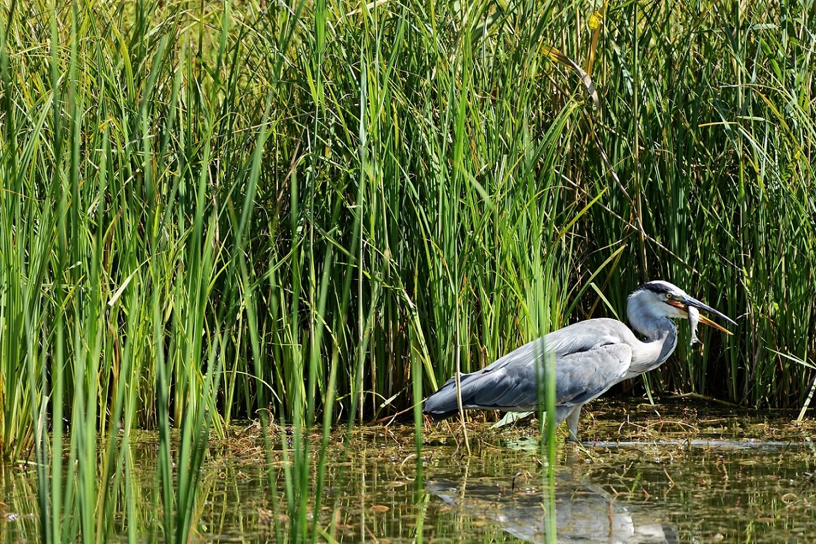 Graureiher beim Fischen