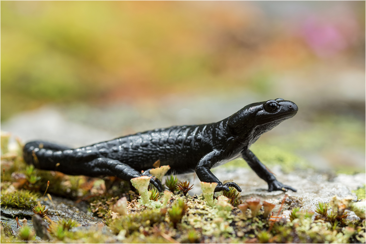~Blacky~