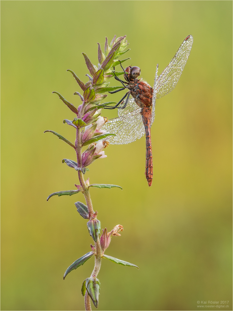 Blutrote Heidelibelle