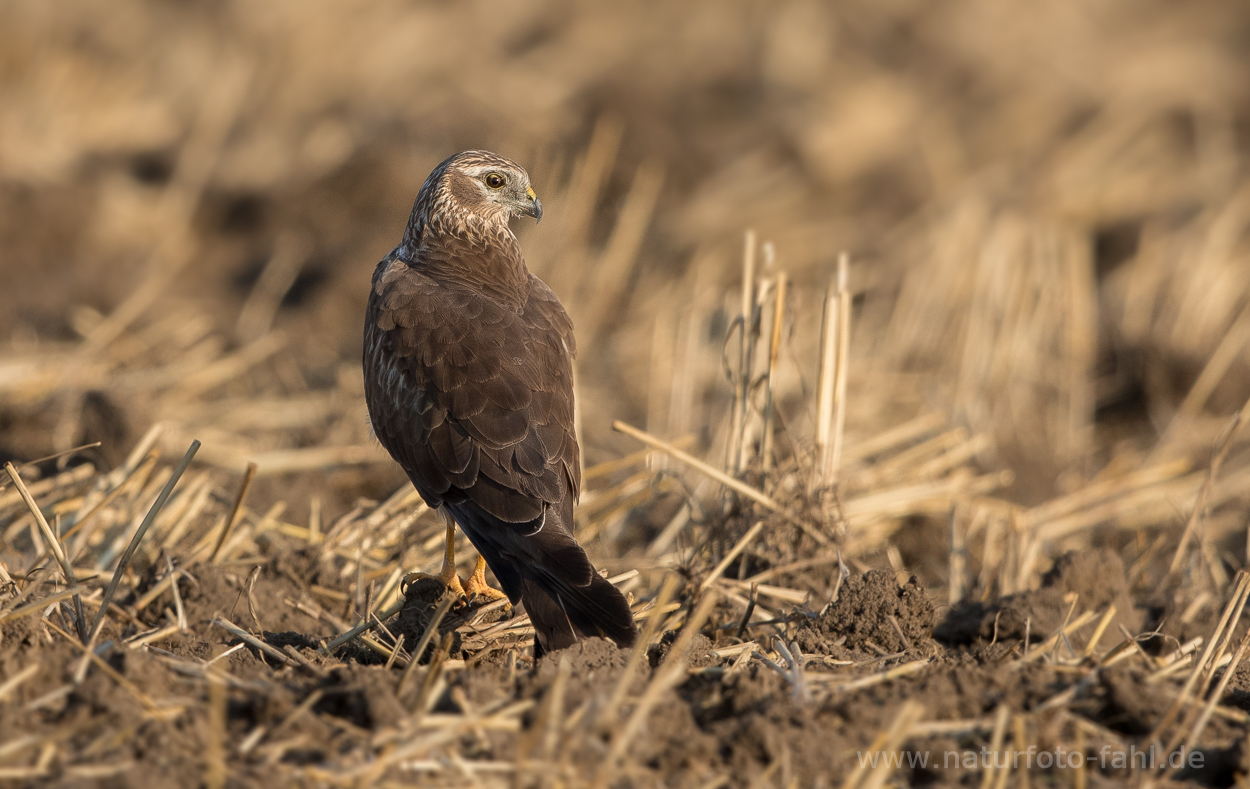 unauffällige Feldvögel des Oderbruchs - hier die Wiesenweihe