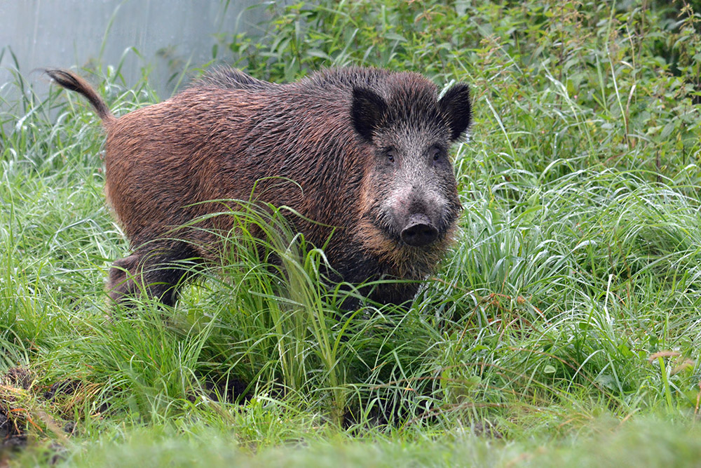 Da haben beide Schwein gehabt.