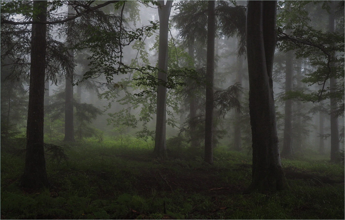 Waldeinsamkeit (Forum für Naturfotografen)