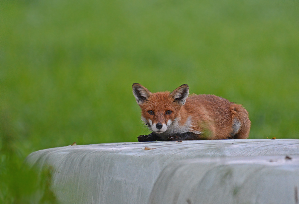Was macht der Fuchs auf dem Wasserbett ?