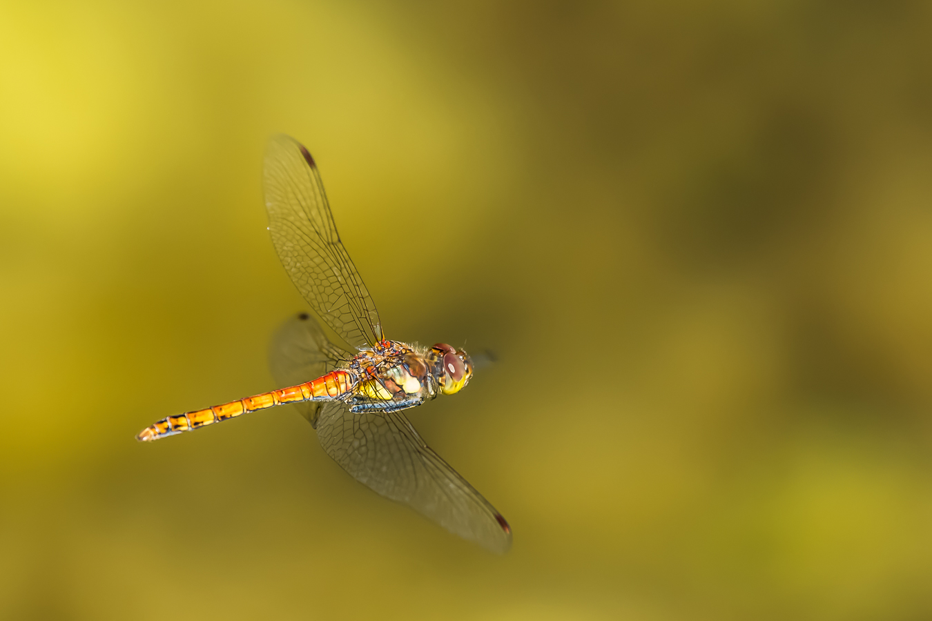 Große Heidelibelle (Sympetrum striolatum)