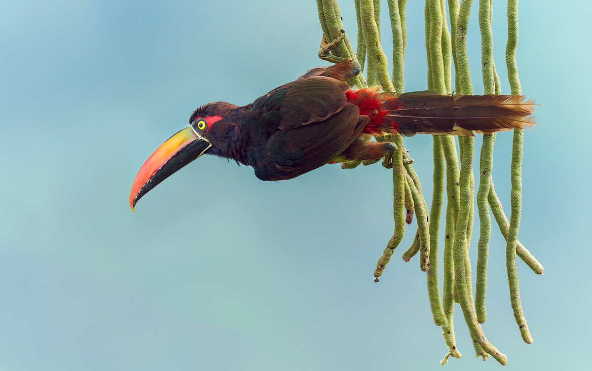 Feuerschnabelarassari an der Cecropia