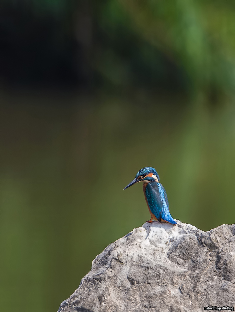 Eisvogel aus anderer Sicht