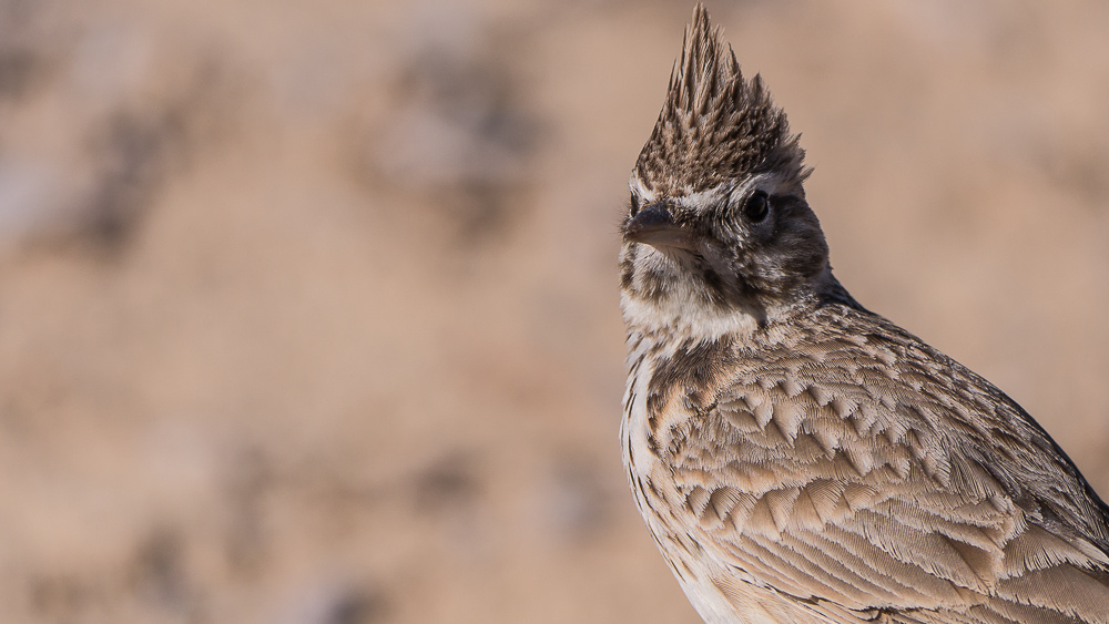 Wüstenvogel