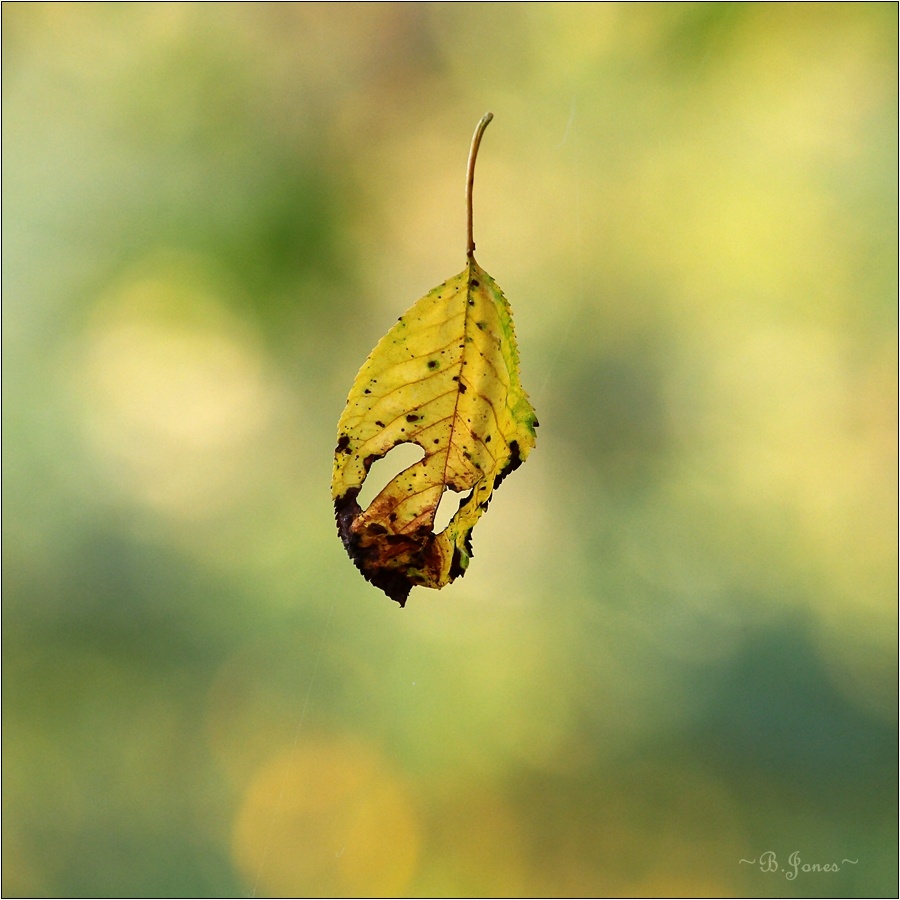 leises Herbstläuten