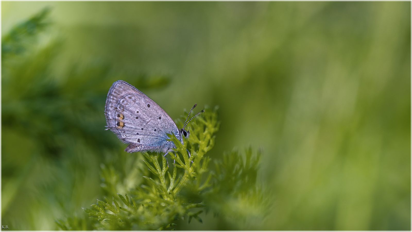 Ein neuer Blauer