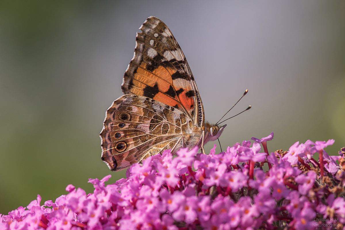 Distelfalter at Work